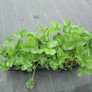 Plateaux de plantation de graines de fraises Plateau de propagation de fraises à 10 cellules - Product Image 6