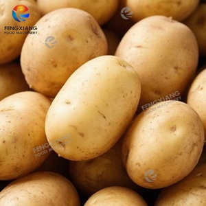 Laveuse-polisseuse à rouleaux pour légumes-racines et fruits (pastèque, pomme, prune, pruneau, pomme de terre) avec brosse souple - Product Image 6