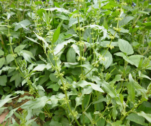 ผง <span class=keywords><strong>woad</strong></span> ราก indigowoad เสริมสร้างการป้องกันร่างกายของคุณด้วยประโยชน์ทางยา - Product Image 6