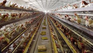 Complément alimentaire pour poules, acide aminé chélaté au <span class=keywords><strong>Calcium</strong></span>, pour poules pontes