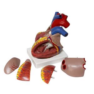 Modelo de Corazón Humano de Alta Calidad, 3 Veces el Tamaño Real - Product Image 6