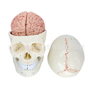 Crâne avec modèle de cerveau attaché ; Crâne humain, cerveau, neurologie, anatomie crânienne ; Suture osseuses ; Crâne avec modèle de cerveau attaché - Product Image 5