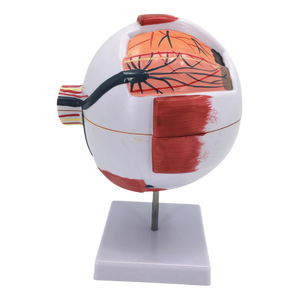 Modello Anatomico dell'Occhio Umano OEM in PVC con Ingrandimento 3X, Struttura dell'Palpebra Orbitale in 6 Parti per Insegnamento e Formazione - Product Image 1