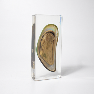 Gran oferta de fábrica, proveedor de artesanía, animales marinos, <span class=keywords><strong>mejillones</strong></span>, decoraciones, vida marina, mariscos reales, taxidermia, espécimen de resina - Product Image 5