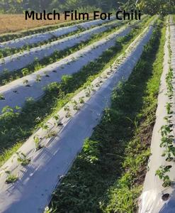 Film de paillis <span class=keywords><strong>en</strong></span> plastique de 25 microns LDPE avec UV pour l'agriculture, le jardin, trou de poinçonnage pour l'ananas, film de paillis noir et <span class=keywords><strong>argent</strong></span>é pour la ferme maraîchère - Product Image 5