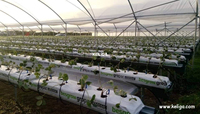 Gouttière de culture en serre utilisée pour la culture hydroponique des fraises
