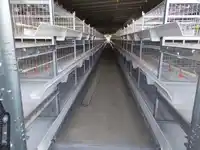 Ovo de galinha automático em camada gaiola para casa de fazenda de aves