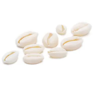 perles shell Suppliers-Perles de coquillages naturelles de 10 à 16mm, coquillages blancs, adaptés pour la création de bijoux, bracelets, colliers, pour femmes, lot de 20 pièces