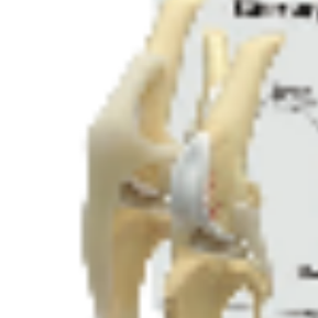 ADA Medical science Grand modèle de crâne de chien avec base en bois et modèle d'articulation de genou de chien en quatre étapes pour les étudiants à apprendre - Product Image 5