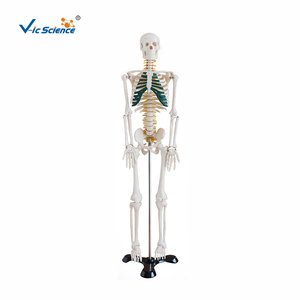 Modelo de <span class=keywords><strong>Esqueleto</strong></span> <span class=keywords><strong>Humano</strong></span> de 85 cm con Nervios Espinales, Kit de Anatomía, Modelo de <span class=keywords><strong>Esqueleto</strong></span> de Tamaño Real de Vic Science - Product Image 1