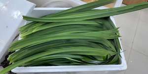 Daun <span class=keywords><strong>Pandan</strong></span> Beku Kering dari Pedesaan, Daun <span class=keywords><strong>Pandan</strong></span> Alami dan Murni untuk Kue dan Makanan Penutup - Product Image 6