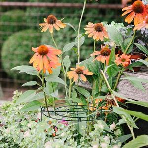 Support de <span class=keywords><strong>plante</strong></span> verte de jardinage de vigne d'escalade créative 30x40cm support de fleur d'hortensia de cadre d'escalade de <span class=keywords><strong>plante</strong></span> de fer de Rose - Product Image 3