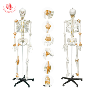Modèle de squelette humain avec demi-<span class=keywords><strong>ligament</strong></span> et nerfs spinaux FRT002B Modèle de squelette anatomique grandeur nature - Product Image 3
