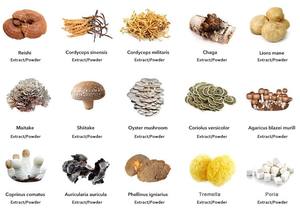 Высококачественный экстракт Phellinus Linteus, пищевая добавка, экстракт желтого шелковника - Product Image 4