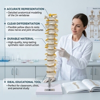 Modelo de Columna Torácica de 12 Segmentos con Discos Intervertebrales y Nervios para Entrenamiento de Anatomía Médica, con Certificaciones CE/ISO/ROHS/CNAS