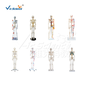 Modelo <span class=keywords><strong>de</strong></span> <span class=keywords><strong>Esqueleto</strong></span> Humano con <span class=keywords><strong>Cartílago</strong></span> Verde y Nervios Espinales, 85 cm, Precio <span class=keywords><strong>de</strong></span> <span class=keywords><strong>Esqueleto</strong></span> Humano, Modelo <span class=keywords><strong>de</strong></span> <span class=keywords><strong>Esqueleto</strong></span> Humano - Product Image 6