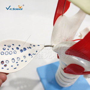 Modèle magnifié de la structure et de la fonction du larynx ; modèle d'anatomie du larynx humain ; outil de démonstration pédagogique pour - Product Image 4