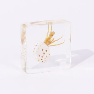 Véritable insecte taxidermie ermite crabe résine transparente spécimen outils éducatifs pour la collecte - Product Image 2