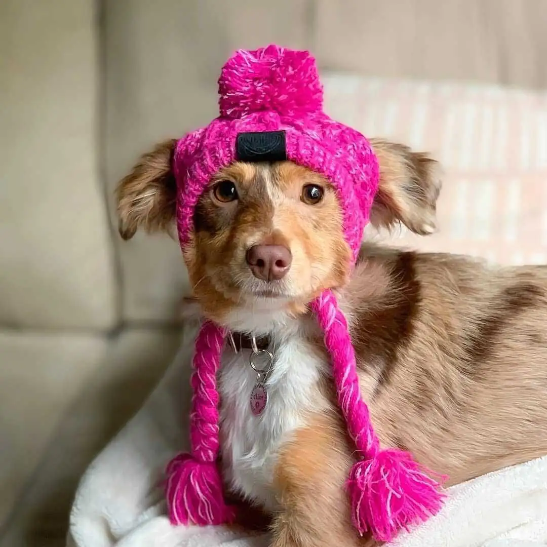 Haustierzubehör handgewebte Kappen Hund Katze Hut für Kätzchen mit weiteren Mustern Frosch Fuchs Löwe Schwein Rentier Mickey Entore Formen