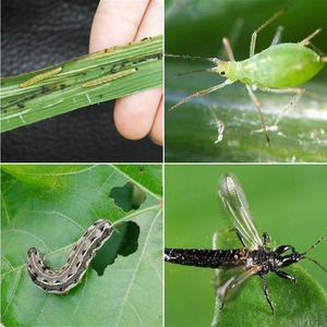 Insecticidas Chlorpy+rifos 48% EC Kenvos para el Control de Plagas Sanitarias y Agrícolas - Product Image 5