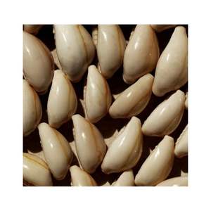 Coquillages cauris faits à la main de la mer du Vietnam Coquillages naturels pour la décoration, l'artisanat et la fabrication d'accessoires de mode - Product Image 5