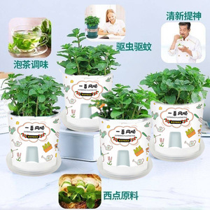 Plantas grandes de menta en maceta son comestibles, aromáticas y repelentes de mosquitos en interiores, absorben formaldehído en la sala de estar, y - Product Image 1