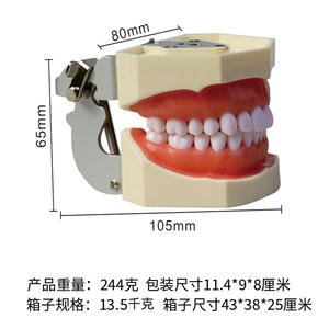 Modelo Dental Desmontable de 28 Dientes, Resina, Ayuda Didáctica para la Preparación Dental, Práctica de Terapia Oral, Examen para el Aula - Product Image 4