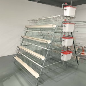 Système moderne d'élevage avicole de type cage à poules pondeuses avec alimentation automatique et système d'évacuation des déjections pour poules pondeuses - Product Image 2
