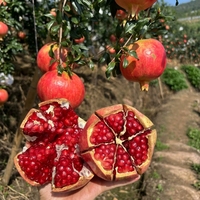 Natuurlijk voedingsmiddelkwaliteit granaatappel extract poeder, poeder van heel fruit, wateroplosbaar voor gebruik in sappen