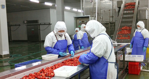 จำหน่ายส่ง<span class=keywords><strong>สต</strong></span>รอว์เบอร์รีแช่แข็ง IQF ฤดูกาลใหม่ ได้รับมาตรฐาน BRC HACCP - Product Image 5