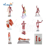Modèle de torse de mannequin médical 85 cm, modèle de torse humain double sexe, 33 pièces, modèle anatomique de torse