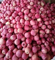 Fruits de pomme Huaniu rouge chinois Pommes Fuji rouges douces Fruits de pomme rouge frais