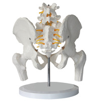 Modelo Anatómico de Pelvis Femenina de Tamaño Real y Dos Vértebras Lumbares, Modelo de Columna Vertebral y Columna Femoral con Modelo de Hueso del Muslo, CE/ISO