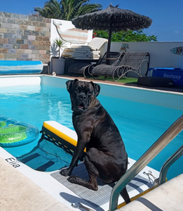 Rampe flottante pliable pour chien, plateforme de jeu gonflable étanche et portable pour animaux de compagnie, idéale pour l'extérieur - Offre spéciale - Product Image 5