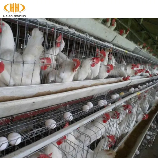 インドのハイアオ貿易保証高セキュリティ家禽ケージ鶏層ケージ