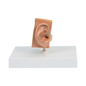Modello dell'orecchio umano FRT341 orecchio umano Ultra realistico modello anatomico 1:1 orecchio interno a grandezza naturale modello di insegnamento ricorso - Product Image 4