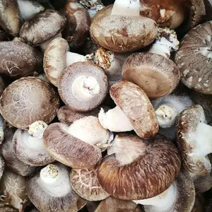 Buyers For Mushrooms Detan Fresh Shiitake Mushroom For Sell