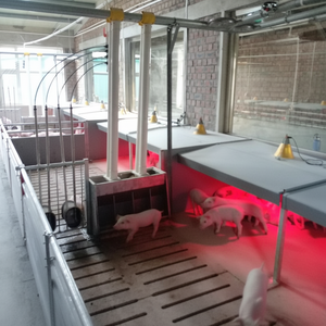 Con Floor Sus Feeder 2,4*3,6 m PVC Nursery Piglets Stall Crates - Product Image 1