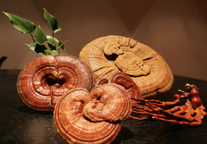 מפעל סיפק מזון בר reishi כיתה פטריות fanoderma Lucidum תמצית תוף אבקה - Product Image 3