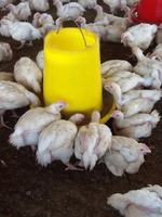 Nouveau mangeoire à poulet en plastique PP, capacité 1,5 kg, 3 kg, 6 kg, 9 kg, 12 kg, conteneur d'alimentation suspendu pour l'élevage de poulets de chair, de poules pondeuses et d'autres volailles.