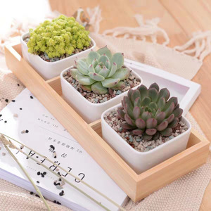 Boîtes de rangement pour plantes succulentes en gros, boîtes en bois multi-compartiments pour plantes d'intérieur, plateaux en bois pour plantes vertes et fleurs. - Product Image 3