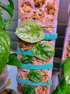 Pôles d'extension en plastique pour plantes grimpantes d'intérieur, pôles de soutien pour plantes grimpantes - Product Image 5