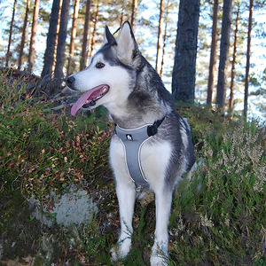 Truelove articoli all'ingrosso di moda personalizzato Eco Friendly <span class=keywords><strong>Nylon</strong></span> Pet imbracatura riflettente regolabile Outdoor gilet pettinatura - Product Image 5