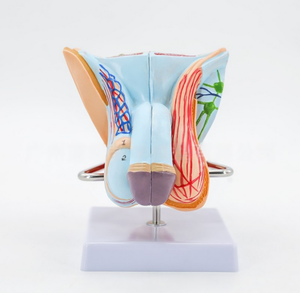 Il materiale del PVC del modello di anatomia riproduttiva maschile include i modelli del pene e del testicolo per la formazione con le caratteristiche esterne interne - Product Image 3