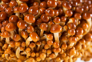 Vente en gros d'extrait naturel de Flammulina Velutipes en poudre extrait de <span class=keywords><strong>champignon</strong></span> aiguille extrait d'<span class=keywords><strong>Enokitake</strong></span> - Product Image 3