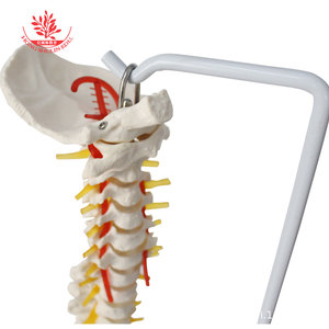 Modelo de enseñanza de osteopatía médica espinal, esqueleto espinal humano FRT014, material de PVC, flexible y curvable, 85 cm. - Product Image 2