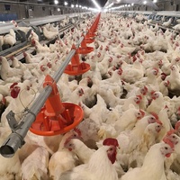 Système d'alimentation automatique de poulet à gamme libre ferme de volaille mangeoire automatique maisons équipement d'élevage poêle d'alimentation en plastique