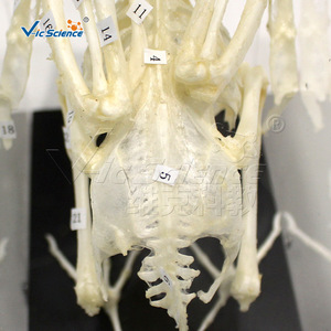 VIC43109 Espécimen de esqueleto de pájaro, material didáctico de biología para escuelas primarias y secundarias - Product Image 2