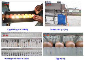 Machine à laver automatique pour œufs, équipement pour la purification des œufs, de canard, unités - Product Image 3