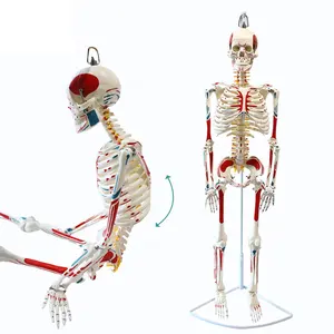 FRT007 Medical Teaching Resource Human Skeleton Model 85cm Both Side Muscle Hanging Skeleton Model Human Bone Model